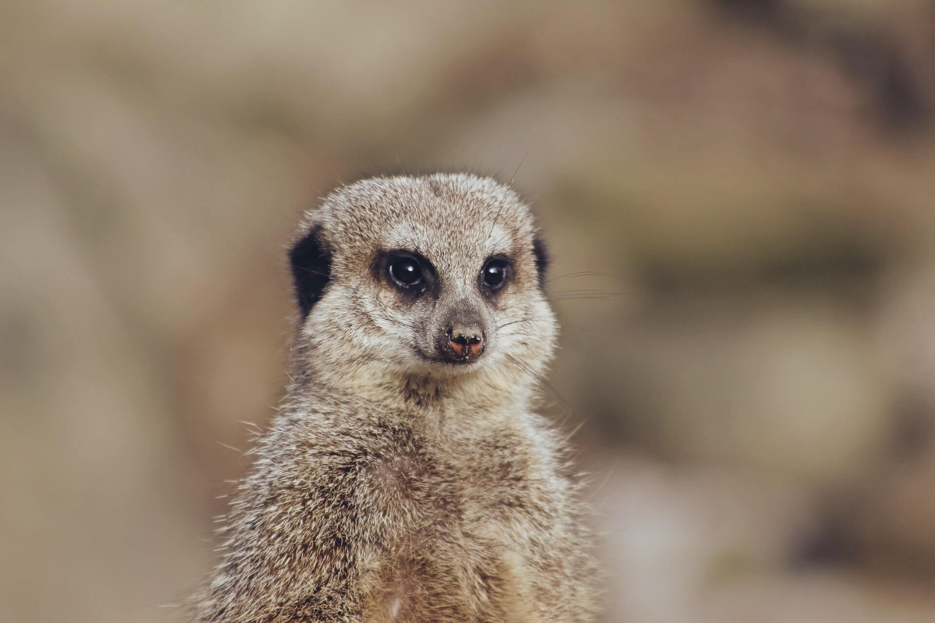 cute meerkat